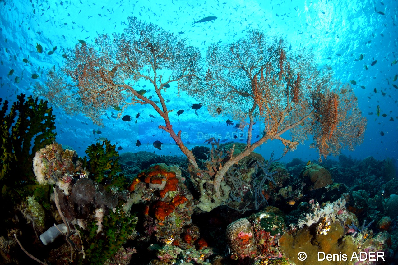 Annella reticulata Ambiance-Moga Island Inner pinacle-14m-20180530-Denis-ADER-DSC_2178_tn.jpg